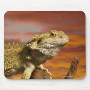 Bearded dragon (Pogona Vitticeps) on branch, Mouse Pad