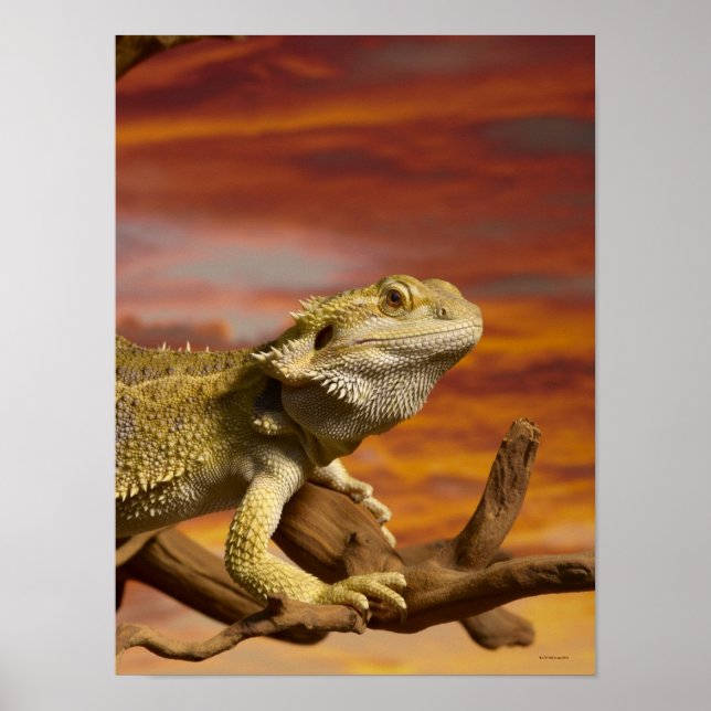 Bearded dragon (Pogona Vitticeps) on branch, Poster (Front)