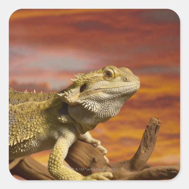 Bearded dragon (Pogona Vitticeps) on branch, Square Sticker (Front)