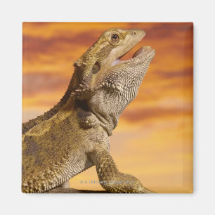 Bearded dragon (Pogona Vitticeps) on rock, Magnet