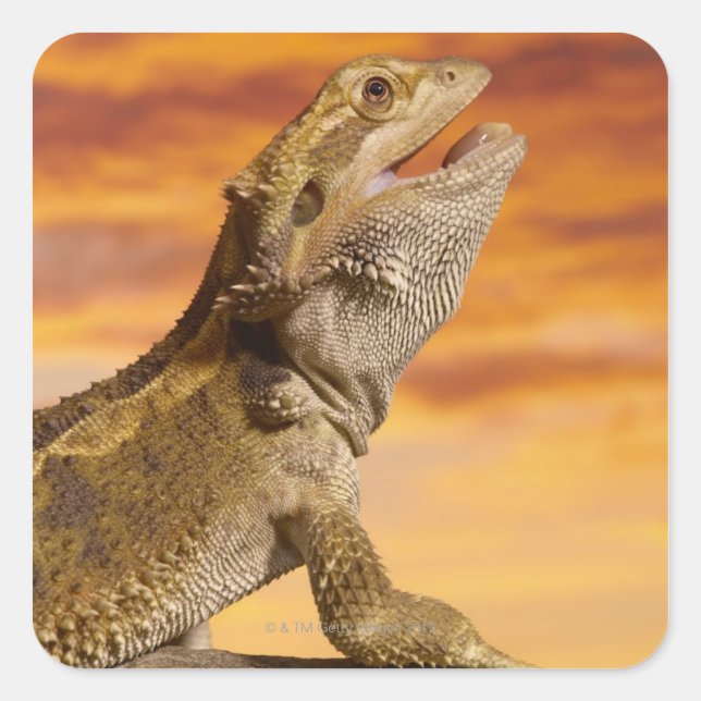 Bearded dragon (Pogona Vitticeps) on rock, Square Sticker (Front)