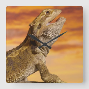 Bearded dragon (Pogona Vitticeps) on rock, Square Wall Clock