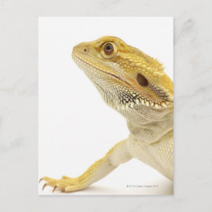 Bearded dragon (Pogona Vitticeps) Postcard