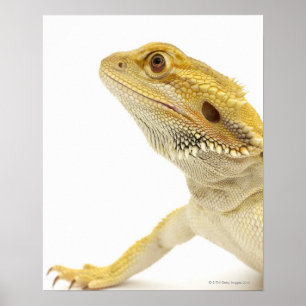 Bearded dragon (Pogona Vitticeps) Poster