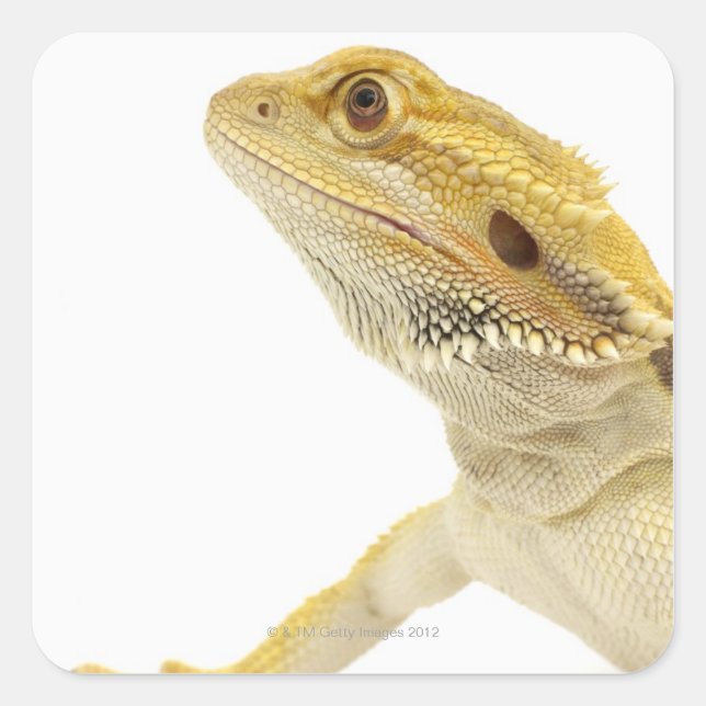 Bearded dragon (Pogona Vitticeps) Square Sticker (Front)