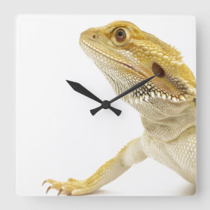 Bearded dragon (Pogona Vitticeps) Square Wall Clock