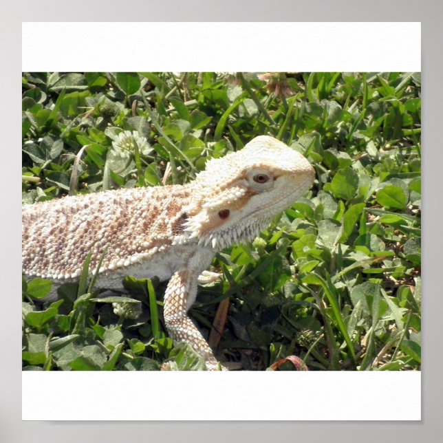 Bearded Dragon Poster (Front)