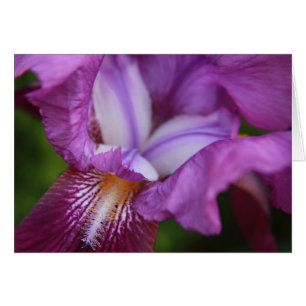 Bearded German Iris