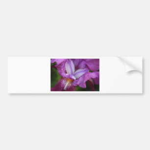 Bearded German Iris Bumper Sticker