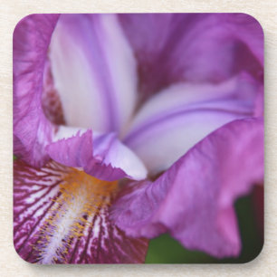 Bearded German Iris Coaster