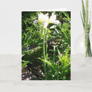 "Bearded Goldkist Iris" Easter Card