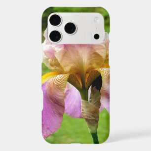 Bearded Iris