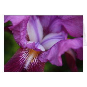 Bearded Iris
