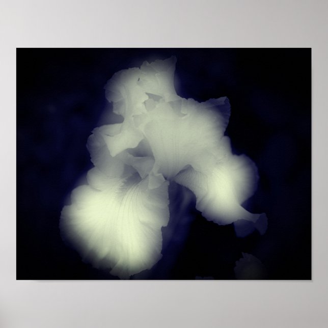 Bearded Iris Black And White High Contrast Poster (Front)