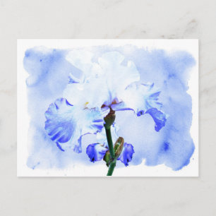 Bearded Iris - Blue And White Postcard