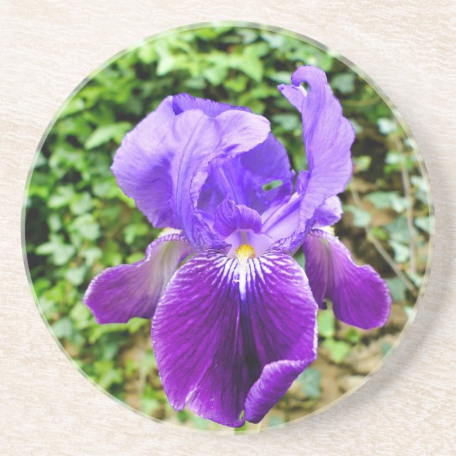 Bearded Iris Coaster (Front)