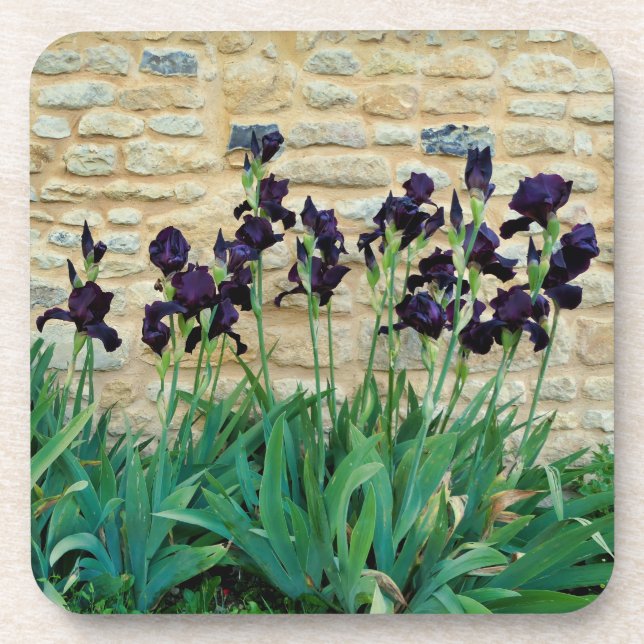Bearded Iris Coaster (Front)