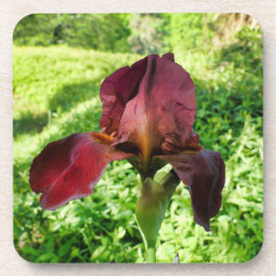 Bearded Iris Coaster