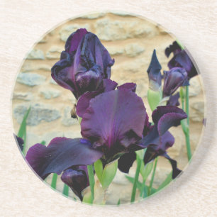 Bearded Iris Coaster