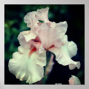 Bearded Iris Flower In Peach Poster