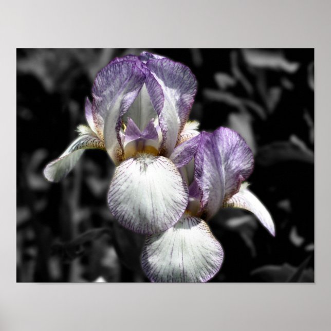 Bearded Iris Flower Pair Partial Color Poster (Front)