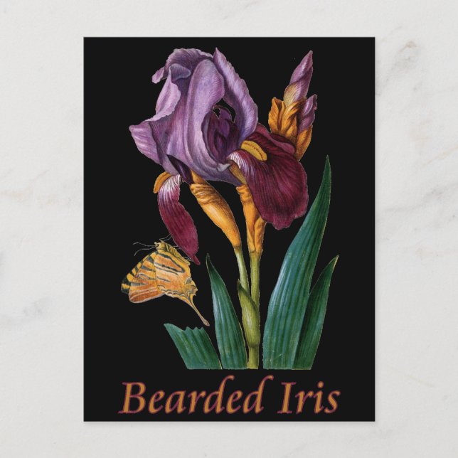 Bearded Iris Flower Postcard (Front)