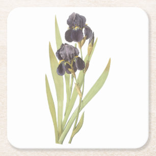bearded iris(Iris germanica) by Redouté Square Paper Coaster