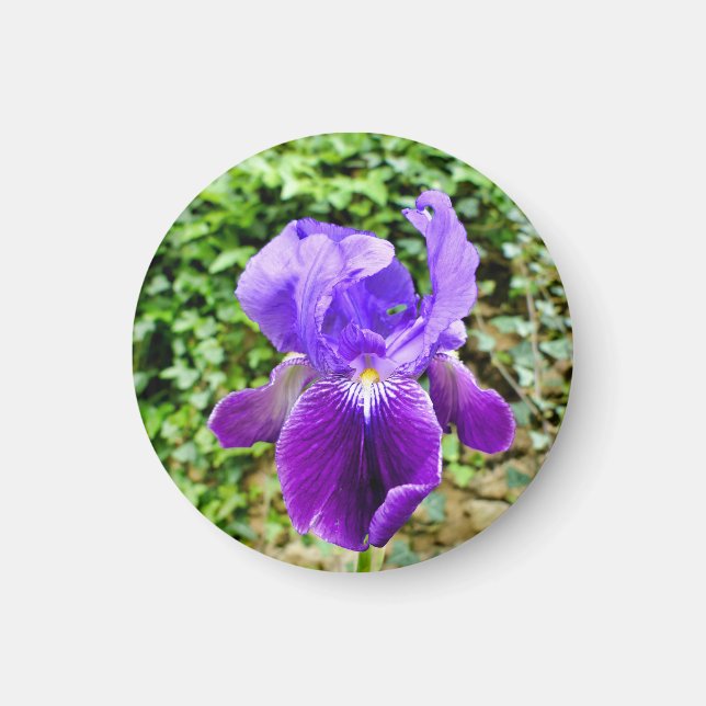 Bearded Iris Magnet (Front)