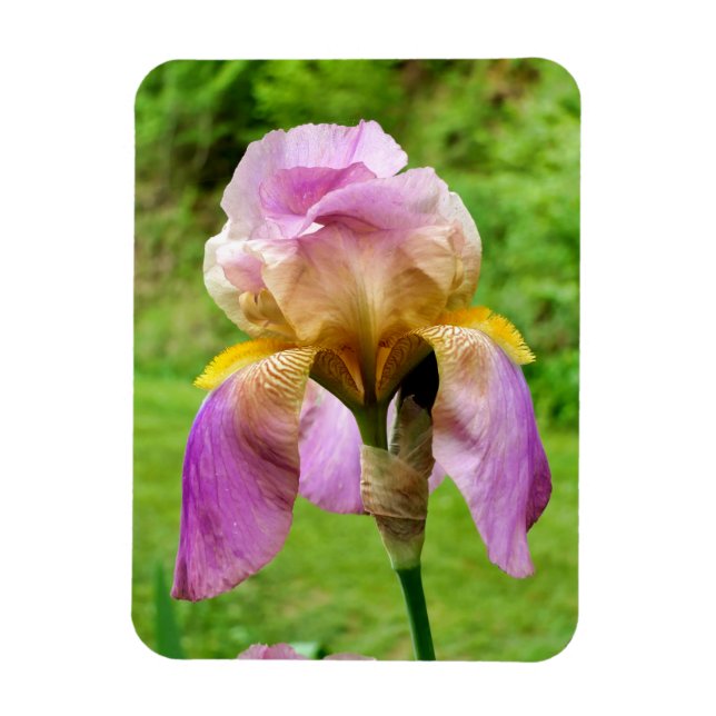 Bearded Iris Magnet (Vertical)
