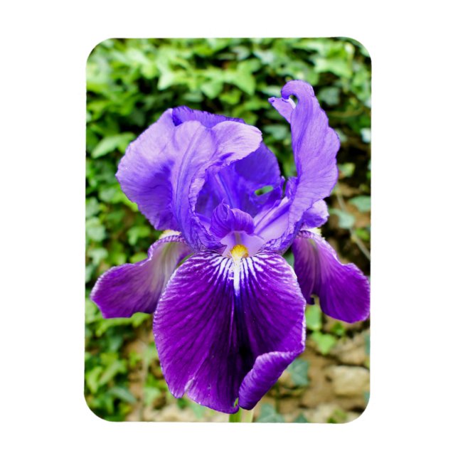 Bearded Iris Magnet (Vertical)
