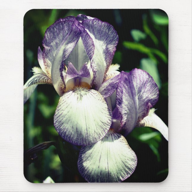 Bearded Iris Pair Flower  Mouse Pad (Front)