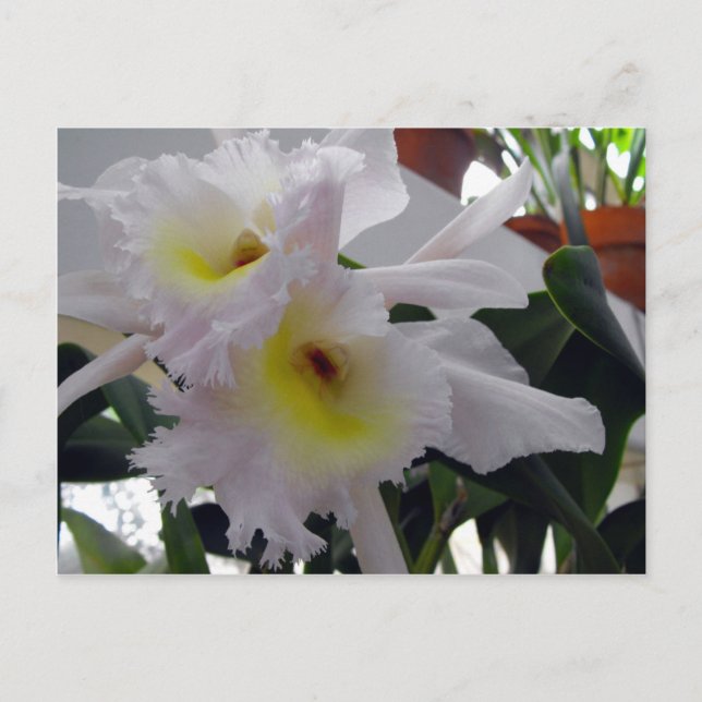 Bearded Iris Postcard (Front)