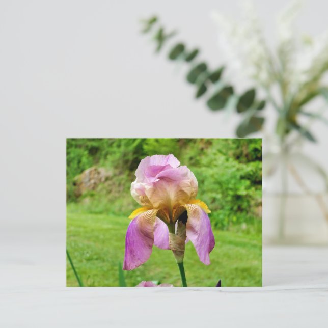 Bearded Iris Postcard (Standing Front)