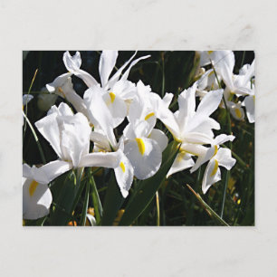 Bearded Iris Postcard
