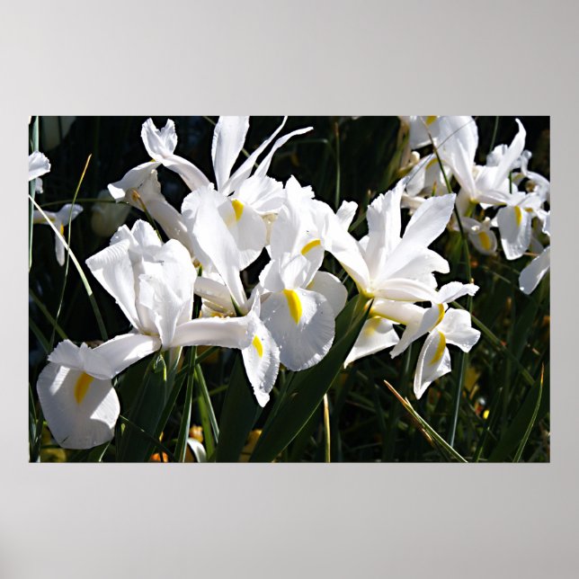 Bearded Iris Poster (Front)