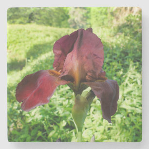 Bearded Iris Stone Coaster