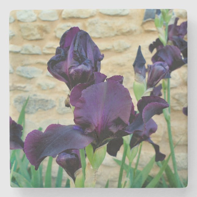 Bearded Iris Stone Coaster (Front)