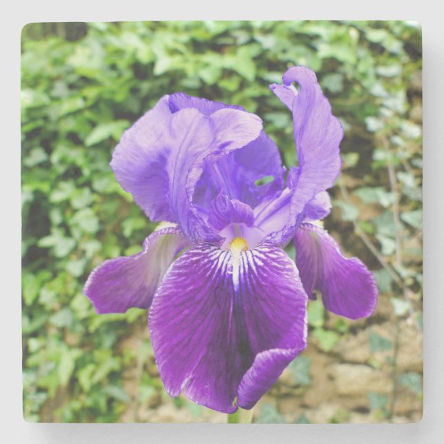 Bearded Iris Stone Coaster (Front)