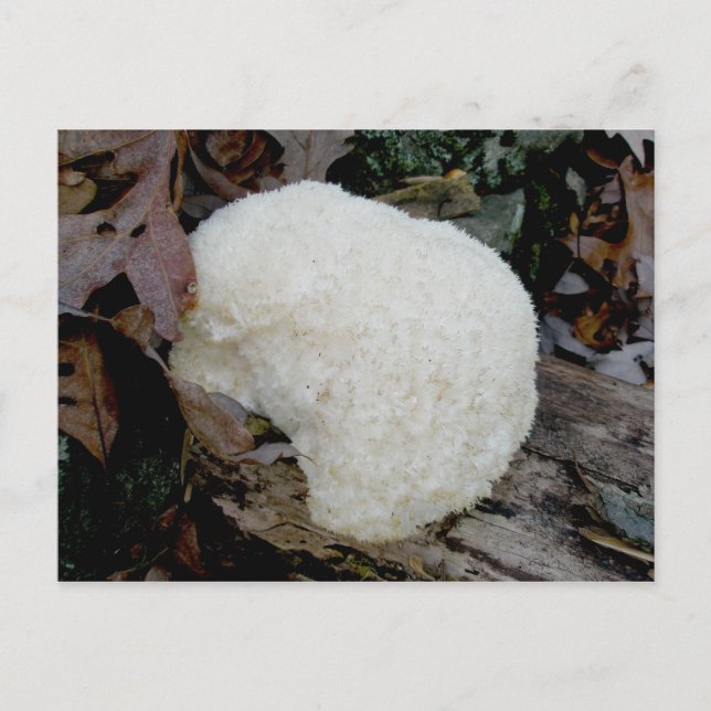 Bearded Tooth  (Hericium erinaceus) Postcard (Front)