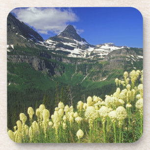 Beargrass at Logan Pass in Glacier National Park Coaster