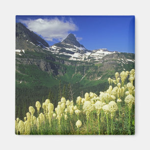Beargrass at Logan Pass in Glacier National Park Magnet