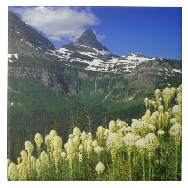 Beargrass at Logan Pass in Glacier National Park Tile (Front)
