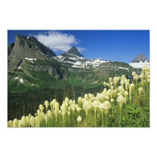 Beargrass near Logan Pass in Gacier National Photo Print