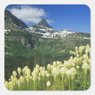 Beargrass near Logan Pass in Gacier National Square Sticker