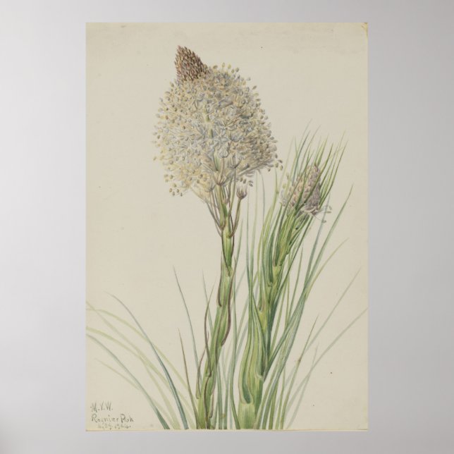 Beargrass (Xerophyllum tenax) Poster (Front)