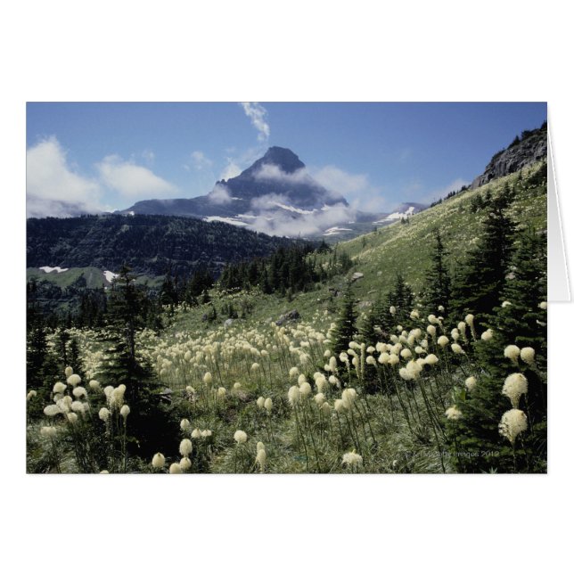 Beargrass (Yucca sp.) (Front Horizontal)