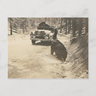 bears at car postcard