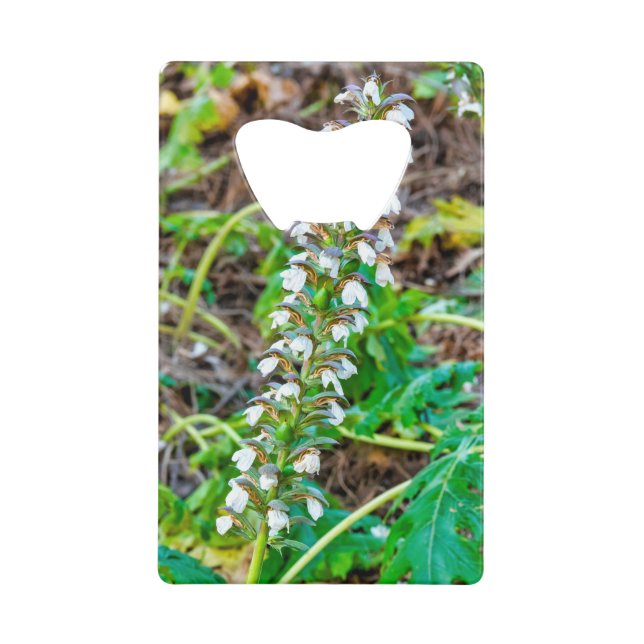 Bear's breeches (Front)