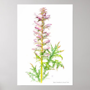 Bear's breeches Acanthus mollis watercolor art Poster