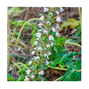 Bear's breeches ceramic tile